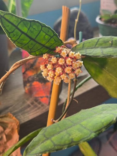 Hoya finlaysonii rara - hoya, pianta