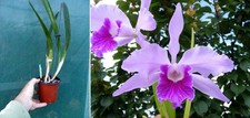 Laelia lobata - laelia, (cattleya)