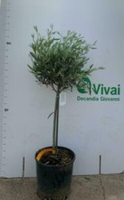 Pianta di ulivo albero vaso con diametro 30cm (foto reale)