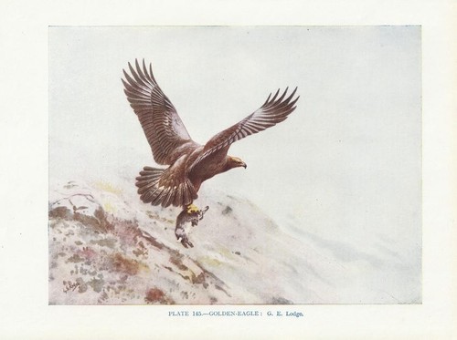 Steinadler - , chrysaetos)