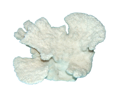 Cavolfiore bianco naturale