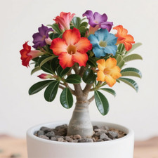 Rosa Del Deserto/Miste/Radici