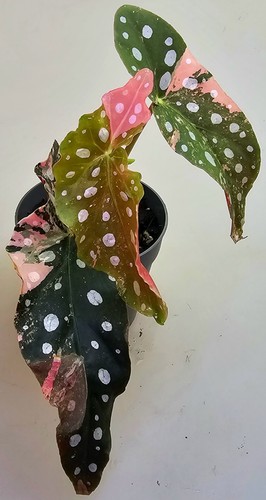Begonia maculata rosa - begonia,
