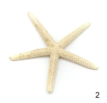 Stella marina bianca scegli - stella,