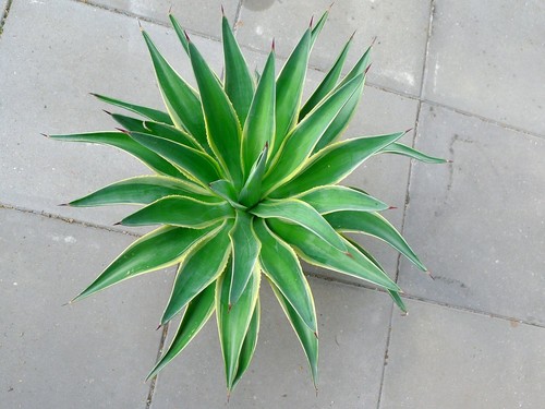 Pianta agave desmettiana - di,