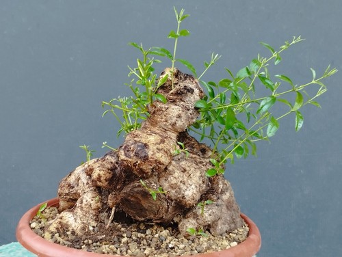 Bonsai olivastro 30x20cm - bonsai,