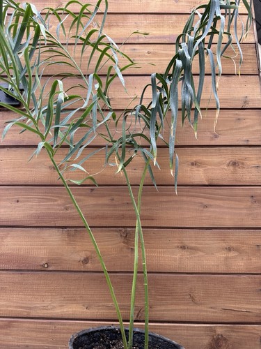 Cycas panzhihuaensis - , x