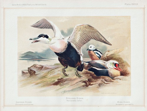 Eiderente eider anatra - eiderente,