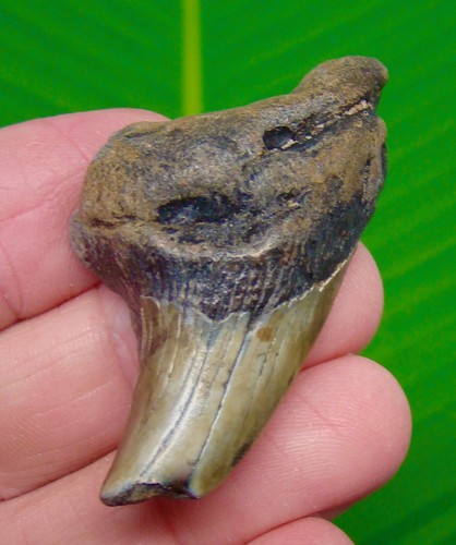Parotodus benedeni dente - benedeni, di