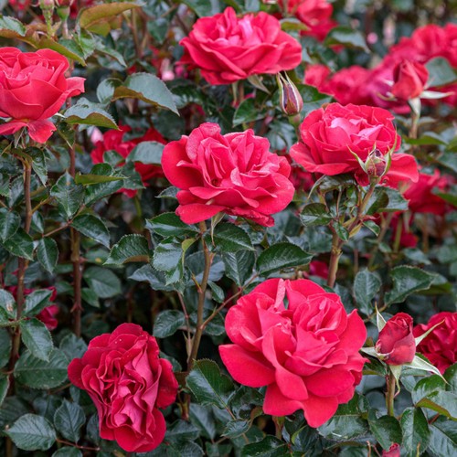 Pianta rosa rose cicr - cicr, ®