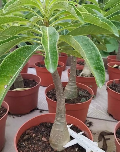 Dia pachypodium decaryi - cm,