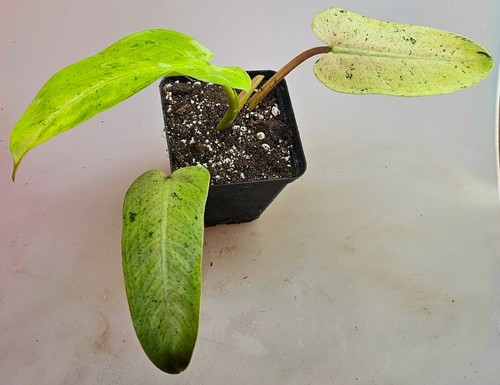 Bellissimo philodendron - bellissimo,
