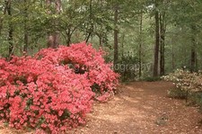 AZALEE SELVAGGE 35mm SLIDE