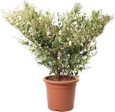 Ligustrum Texanum 'Silver