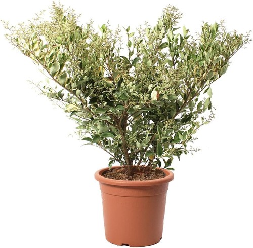 Ligustrum texanum silver - texanum, 'silver