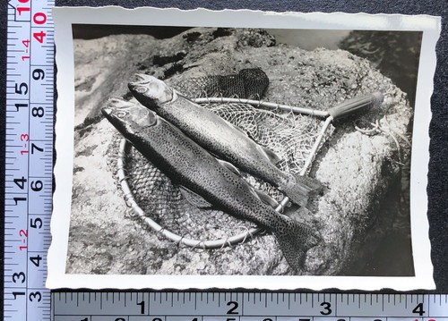 Rete pesca mosca - da, a