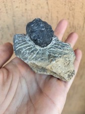 Fossili * GRANDE TRILOBITE