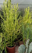 Pianta grassa euphorbia - pianta,
