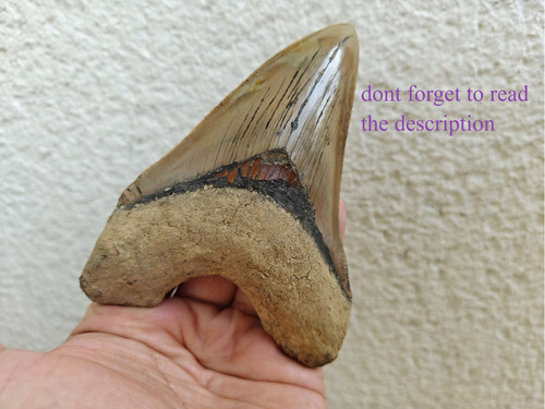 Dente megalodonte pollici - dente,