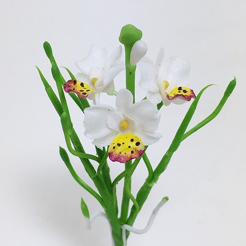 Fiore bianco vanda orchidea - fiore,