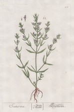 Satureja Bohnenkraut Savory