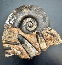 Rare-Rachopyllites ebneri &