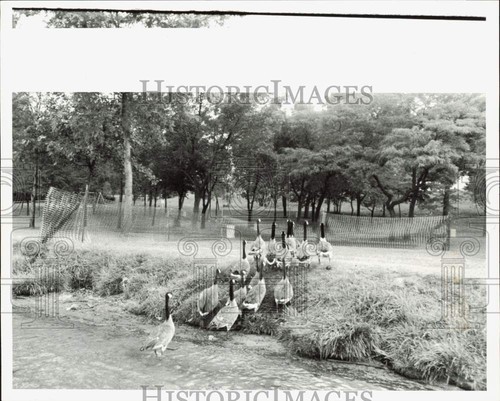 1991 foto stampa canada oche - foto,