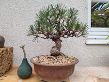Bonsai Giapponese Pino nero