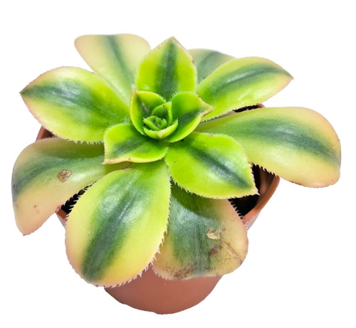 Aeonium florense vaso - florense,