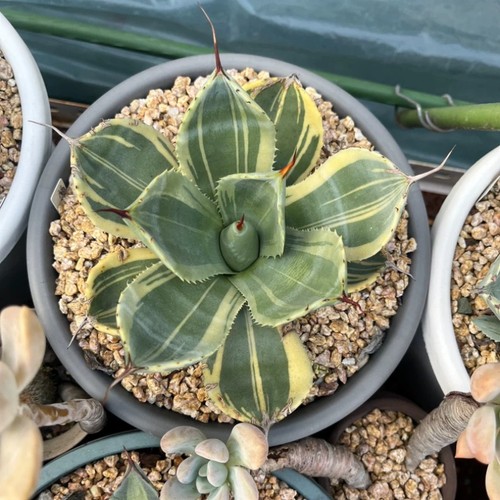 Agave parryi var cm - 12,