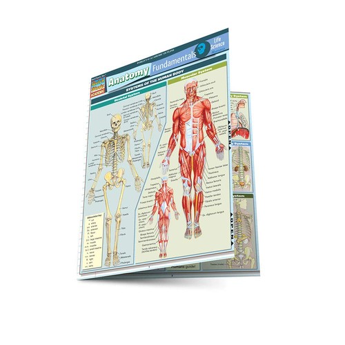 Anatomy fundamentals life - anatomy, fundamentals: