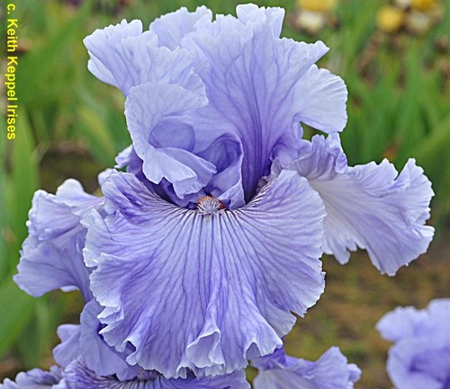 Iris ocean liner - tb, liner'﻿