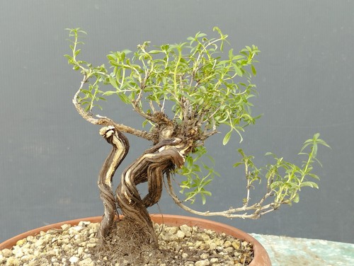Bonsai timo 15x10cm - bonsai, di