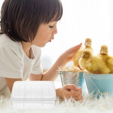  Scatola Incubazione Rettili