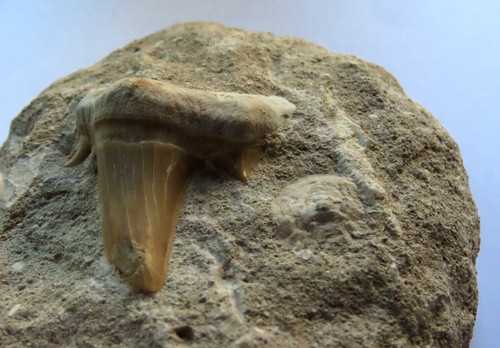 Grande dente fossile - fossile, squalo