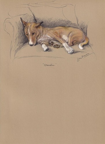 Stampa basenji dog - basenji, 1946