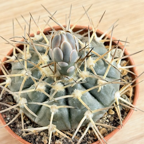 Gymnocalycium riojense pot - gymnocalycium,