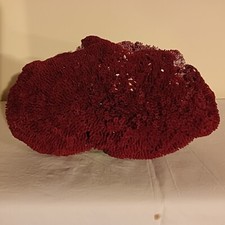 CORALLI MARINI DA COLLEZIONE