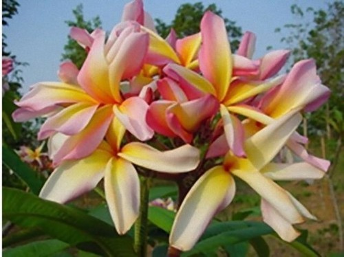 Semi plumeria leela - plumeria,
