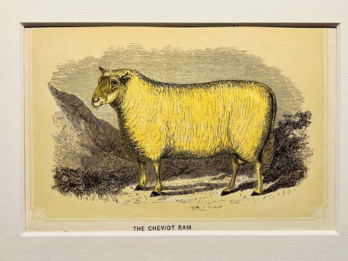 Agnello pecora antico