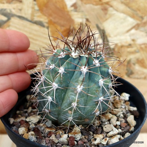 Melocactus azureus vaso - vaso, cm