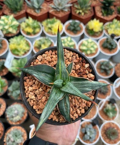 Sansevieria allnight star - sansevieria,