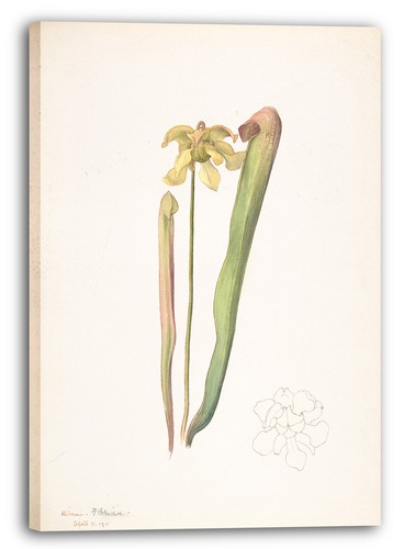 Tela cornice margaret - margaret, neilson