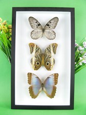 3 bellissime farfalle ripiene