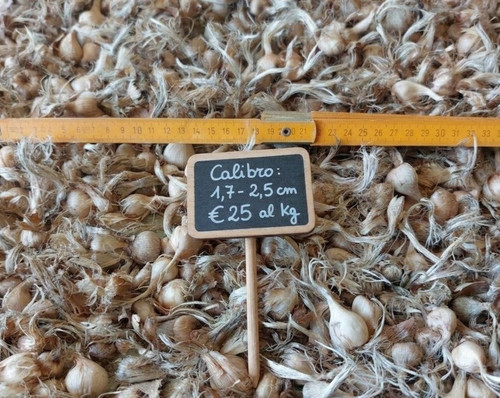 1kg bulbi zafferano di - bulbi,