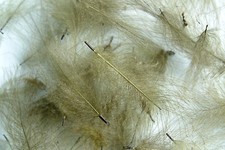 1g Plumes de Cul de Canard (CDC) Olive fly tying montage mouche feather duck