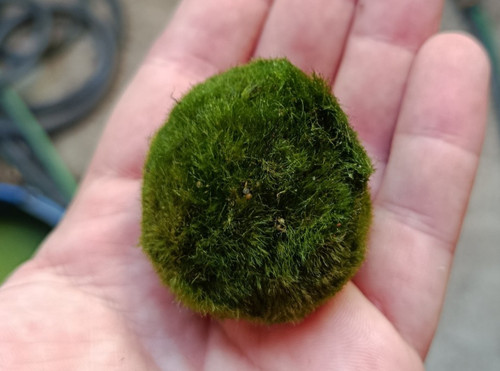 Cladophora aegagrophila bola - cladophora,