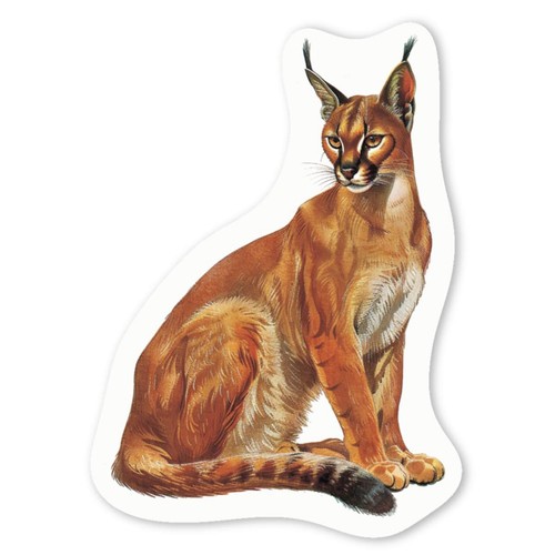 Adesivi decalcomanie caracal - adesivi,