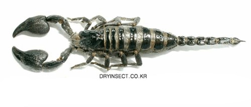 Scorpione heterometrus - scorpione:,
