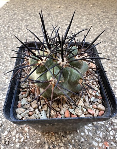 Copiapoa domeykoensis radici - copiapoa,